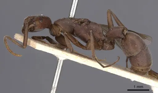 Platythyrea clypeata specimen CASENT0900568 image casent0900568_3