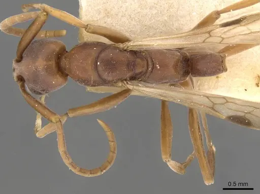 Platythyrea clypeata specimen CASENT0907112 image casent0907112_1