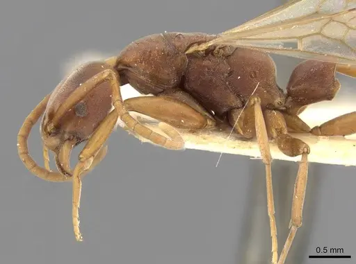 Platythyrea clypeata specimen CASENT0907112 image casent0907112_3