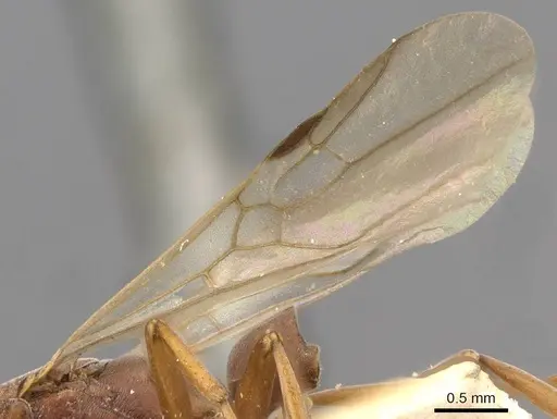 Platythyrea clypeata specimen CASENT0907112 image casent0907112_4