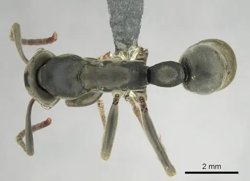 Platythyrea conradti specimen CASENT0250047 image casent0250047_1