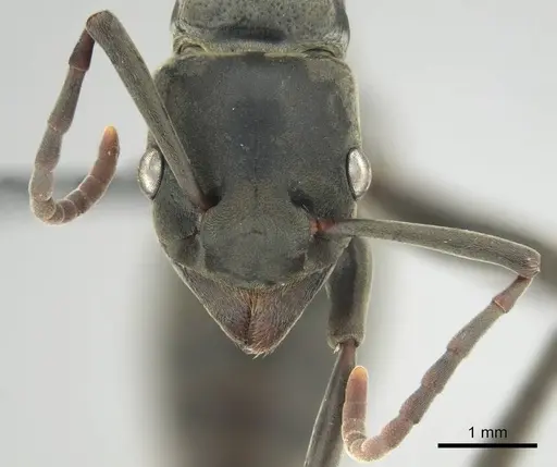 Platythyrea conradti specimen CASENT0250047 image casent0250047_3