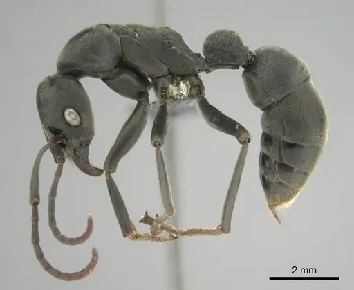 Platythyrea conradti specimen CASENT0250047 image casent0250047_4