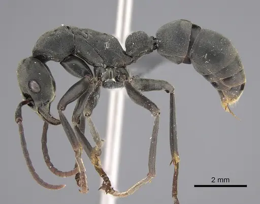 Platythyrea conradti specimen CASENT0815027 image casent0815027_1