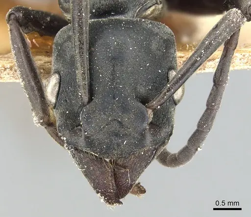 Platythyrea conradti specimen CASENT0903795 image casent0903795_2