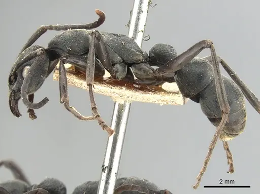 Platythyrea conradti specimen CASENT0903795 image casent0903795_3