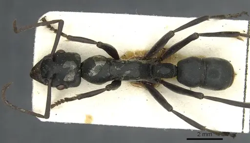 Platythyrea conradti specimen CASENT0913730 image casent0913730_1