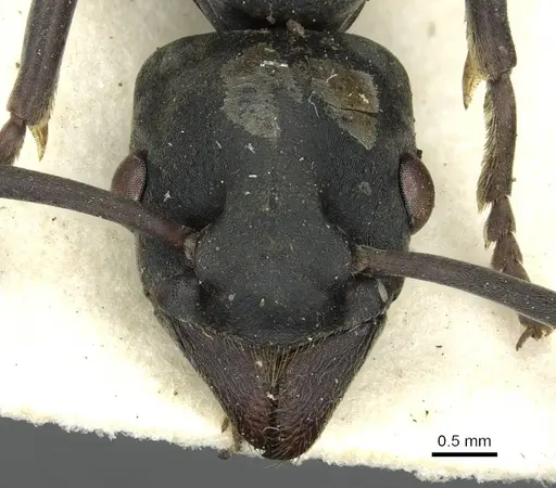 Platythyrea conradti specimen CASENT0913730 image casent0913730_2