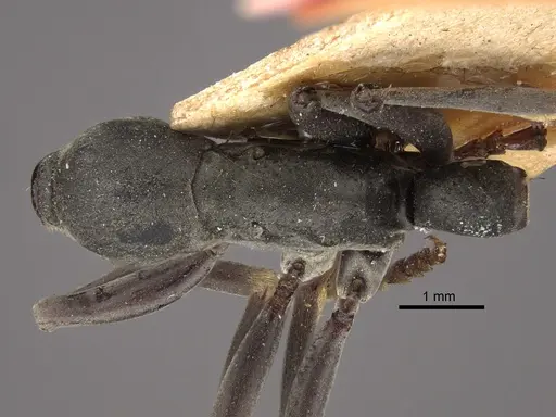Platythyrea conradti specimen CASENT0917745 image casent0917745_1