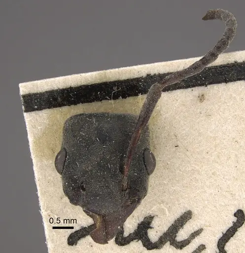 Platythyrea conradti specimen CASENT0917745 image casent0917745_2