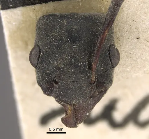 Platythyrea conradti specimen CASENT0917745 image casent0917745_3
