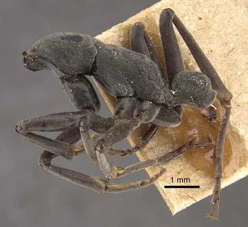 Platythyrea conradti specimen CASENT0917745 image casent0917745_4