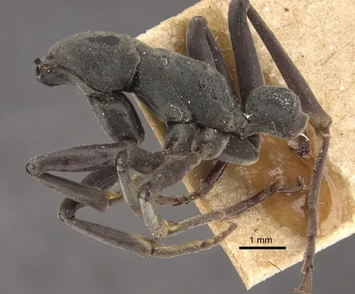 Platythyrea conradti specimen CASENT0917745 image casent0917745_5