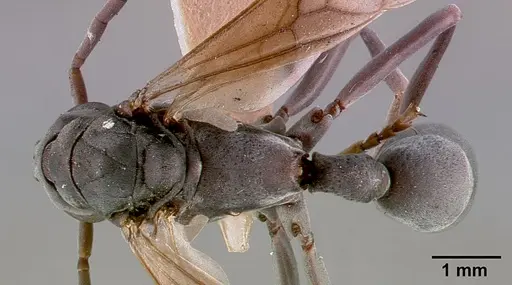 Platythyrea conradti specimen SAM-HYM-C002300A image sam-hym-c002300a_1