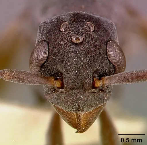 Platythyrea conradti specimen SAM-HYM-C002300A image sam-hym-c002300a_2