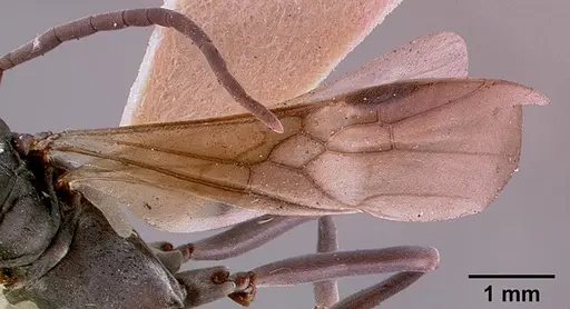 Platythyrea conradti specimen SAM-HYM-C002300A image sam-hym-c002300a_4