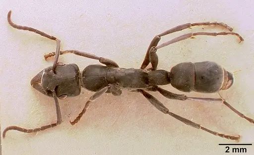 Platythyrea conradti specimen SAM-HYM-C002301A image sam-hym-c002301a_1