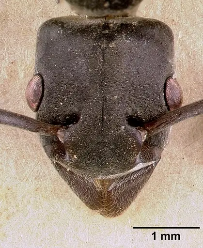Platythyrea conradti specimen SAM-HYM-C002301A image sam-hym-c002301a_2
