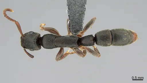 Platythyrea cooperi specimen CASENT0888532 image casent0888532_1