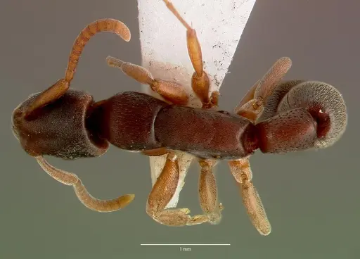Platythyrea cooperi specimen SAM-HYM-C002698A image sam-hym-c002698a_1