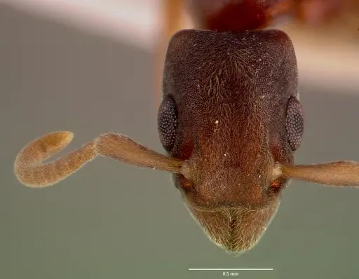 Platythyrea cooperi specimen SAM-HYM-C002698A image sam-hym-c002698a_2