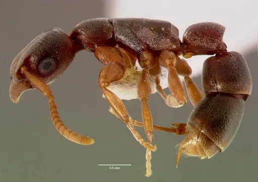 Platythyrea cooperi specimen SAM-HYM-C002698A image sam-hym-c002698a_3