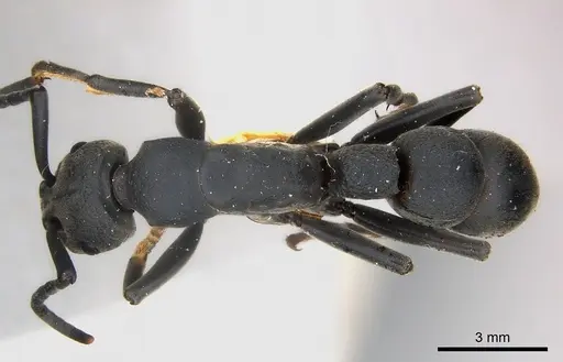 Platythyrea cribrinodis specimen CASENT0217122 image casent0217122_1
