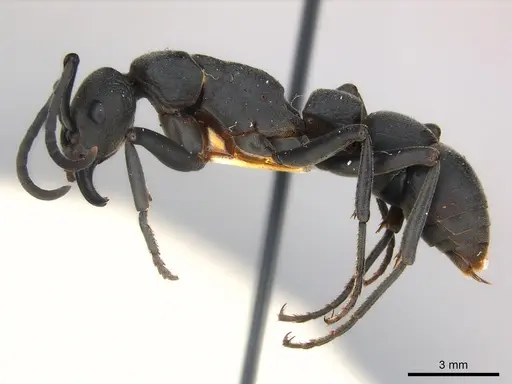 Platythyrea cribrinodis specimen CASENT0217122 image casent0217122_3