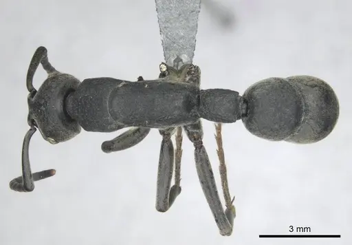 Platythyrea cribrinodis specimen CASENT0252007 image casent0252007_1