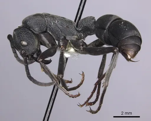 Platythyrea cribrinodis specimen CASENT0260472 image casent0260472_3