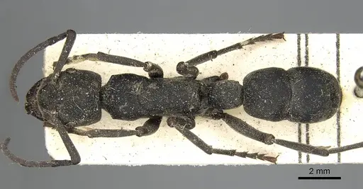 Platythyrea cribrinodis specimen CASENT0752925 image casent0752925_1