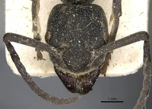 Platythyrea cribrinodis specimen CASENT0752925 image casent0752925_2