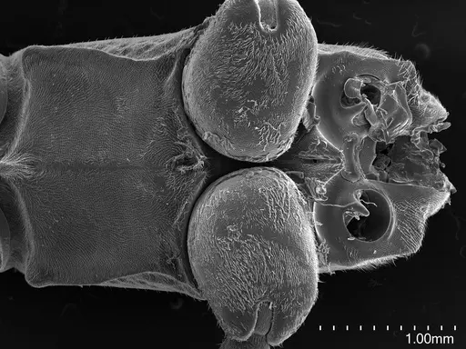 Platythyrea cribrinodis specimen CASENT0778160 image casent0778160_1