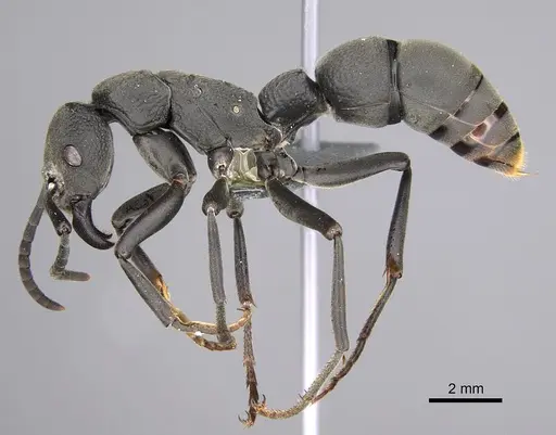Platythyrea cribrinodis specimen CASENT0815135 image casent0815135_1