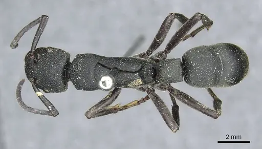 Platythyrea cribrinodis specimen CASENT0913729 image casent0913729_1