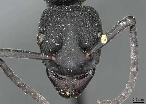 Platythyrea cribrinodis specimen CASENT0913729 image casent0913729_2
