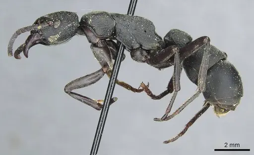 Platythyrea cribrinodis specimen CASENT0913729 image casent0913729_3