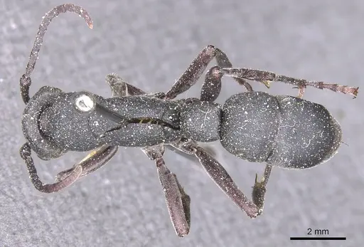 Platythyrea cribrinodis specimen CASENT0915147 image casent0915147_1