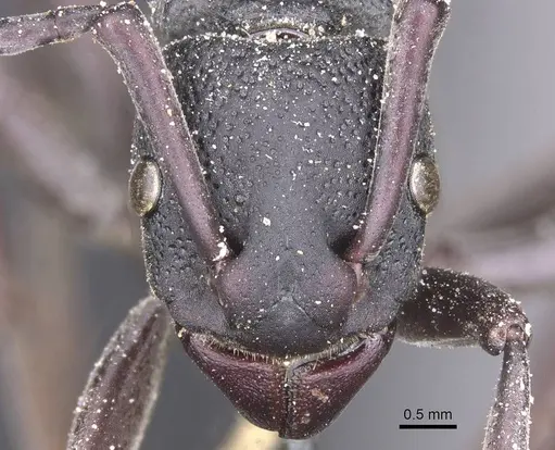 Platythyrea cribrinodis specimen CASENT0915147 image casent0915147_2