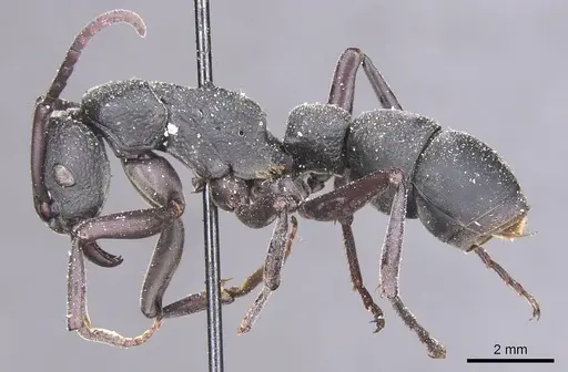 Platythyrea cribrinodis specimen CASENT0915147 image casent0915147_3