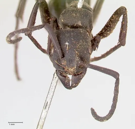 Platythyrea cribrinodis specimen FOCOL0836 image focol0836_2