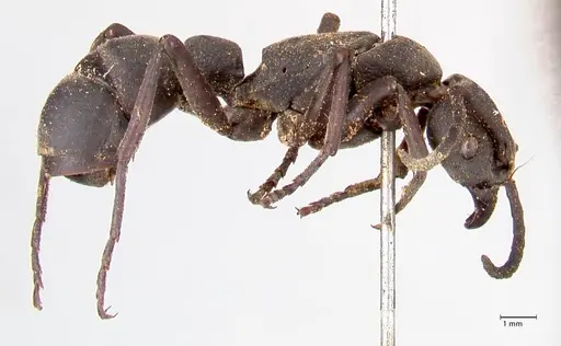 Platythyrea cribrinodis specimen FOCOL0836 image focol0836_4