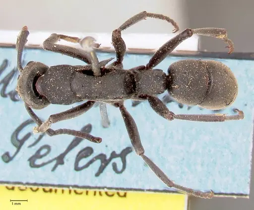Platythyrea cribrinodis specimen FOCOL0837 image focol0837_1