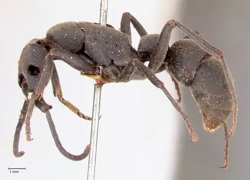 Platythyrea cribrinodis specimen FOCOL0837 image focol0837_3