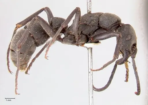 Platythyrea cribrinodis specimen FOCOL0837 image focol0837_4