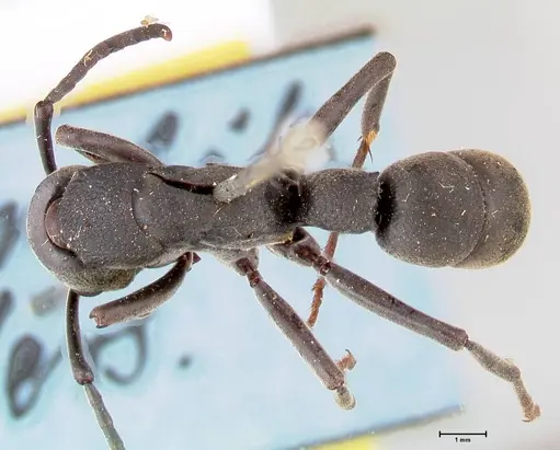 Platythyrea cribrinodis specimen FOCOL0838 image focol0838_1