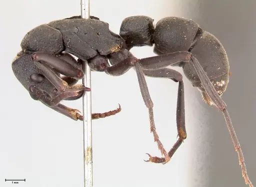 Platythyrea cribrinodis specimen FOCOL0838 image focol0838_3