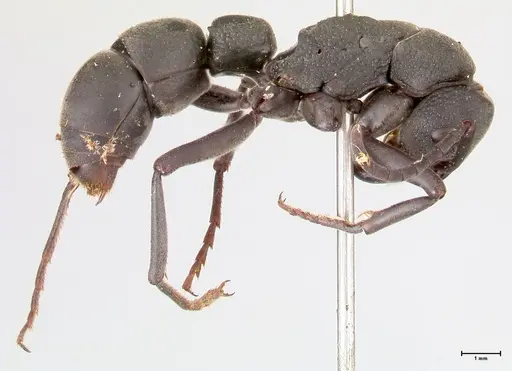 Platythyrea cribrinodis specimen FOCOL0838 image focol0838_4