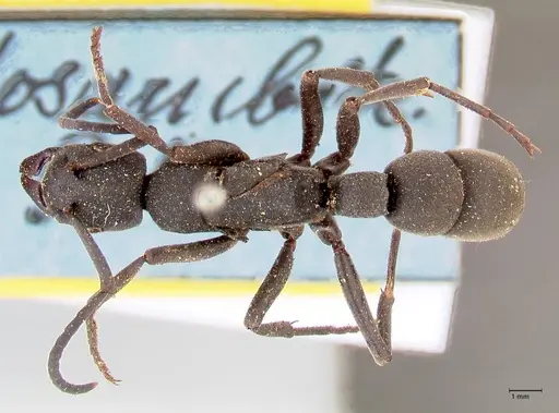 Platythyrea cribrinodis specimen FOCOL0839 image focol0839_1