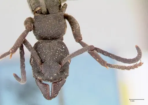 Platythyrea cribrinodis specimen FOCOL0839 image focol0839_2